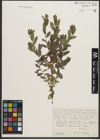 Foto von Salix phylicifolia L. x Salix repens L.
